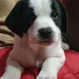 Bolinha