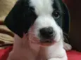 Bolinha