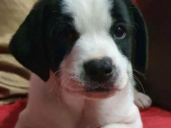 Cachorro ra a sem raça  idade 2 a 6 meses nome Bolinha