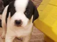 Bolinha