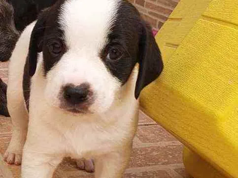 Cachorro ra a sem raça  idade 2 a 6 meses nome Bolinha