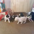 Bolinha