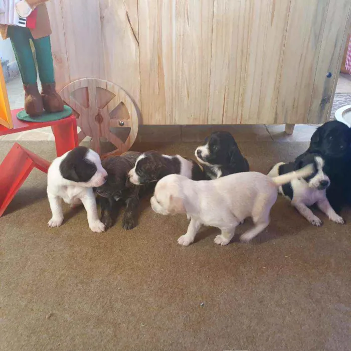 Cachorro ra a sem raça  idade 2 a 6 meses nome Bolinha