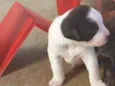 Bolinha