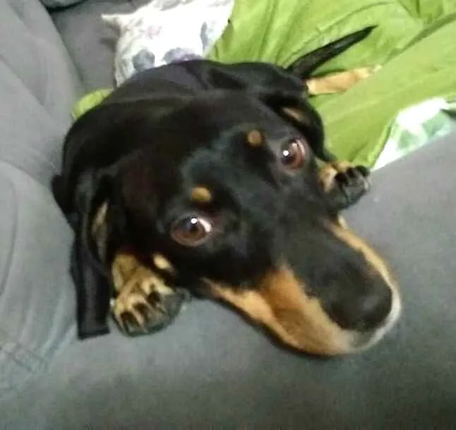 Cachorro ra a Mestiça  ( Daschund) idade 2 anos nome Pietra
