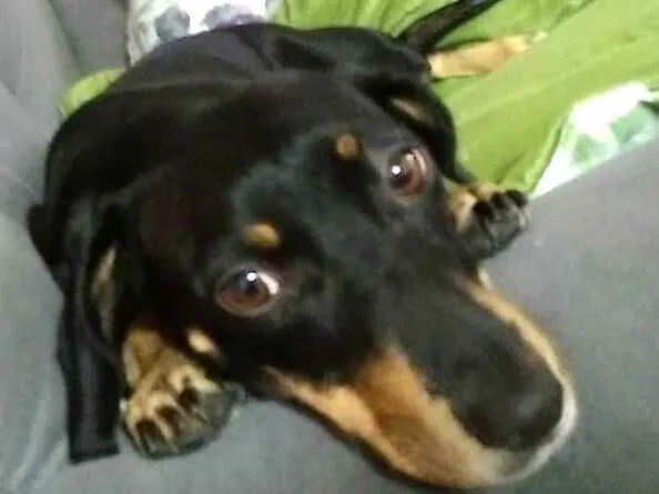 Cachorro ra a Mestiça  ( Daschund) idade 2 anos nome Pietra