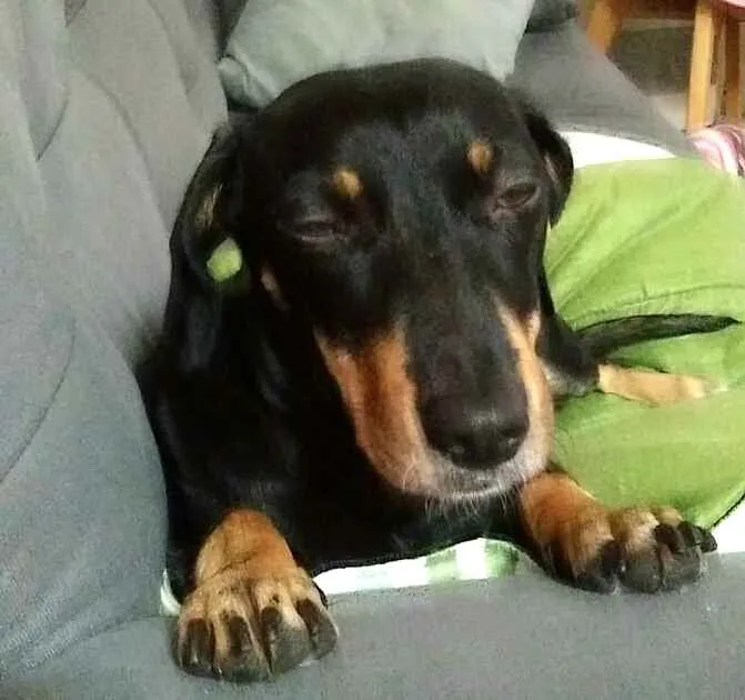 Cachorro ra a Mestiça  ( Daschund) idade 2 anos nome Pietra