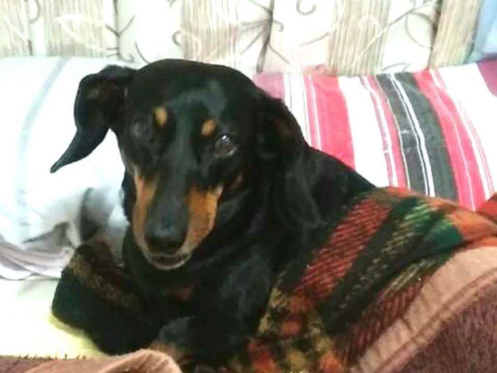 Cachorro ra a Mestiça  ( Daschund) idade 2 anos nome Pietra