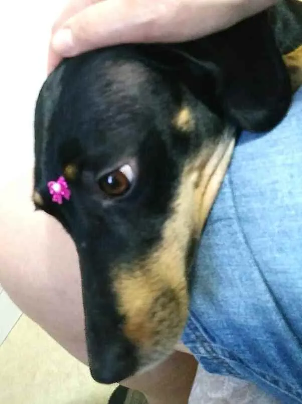 Cachorro ra a Mestiça  ( Daschund) idade 2 anos nome Pietra