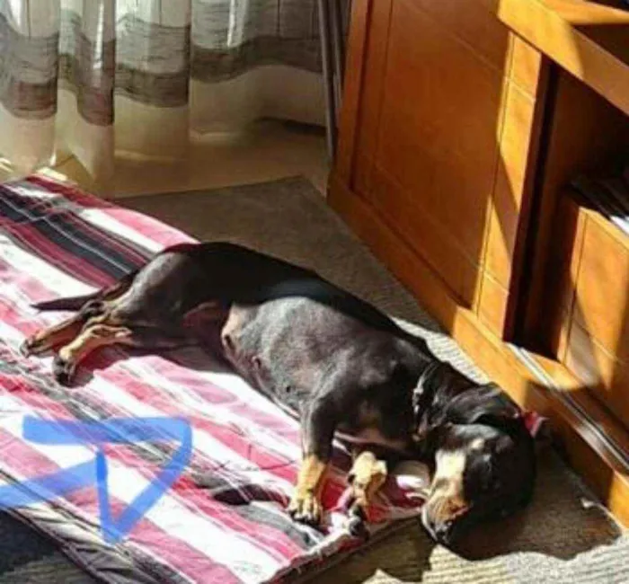 Cachorro ra a Mestiça  ( Daschund) idade 2 anos nome Pietra