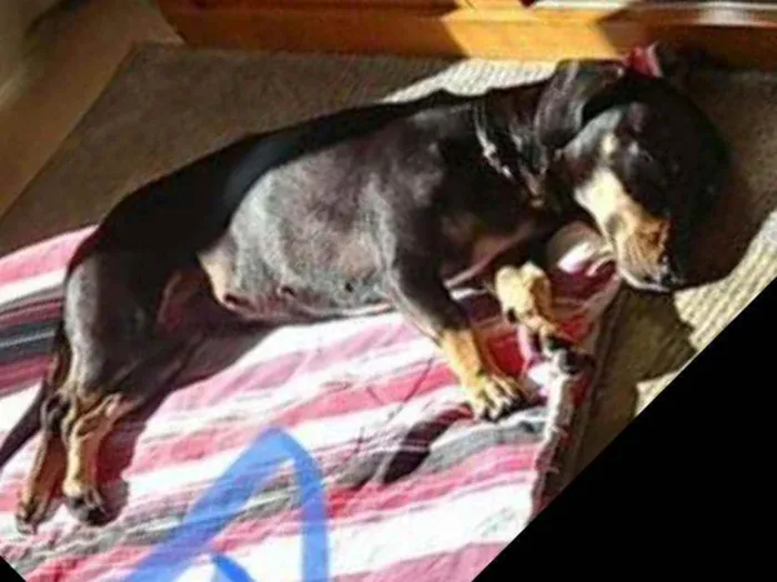 Cachorro ra a Mestiça  ( Daschund) idade 2 anos nome Pietra