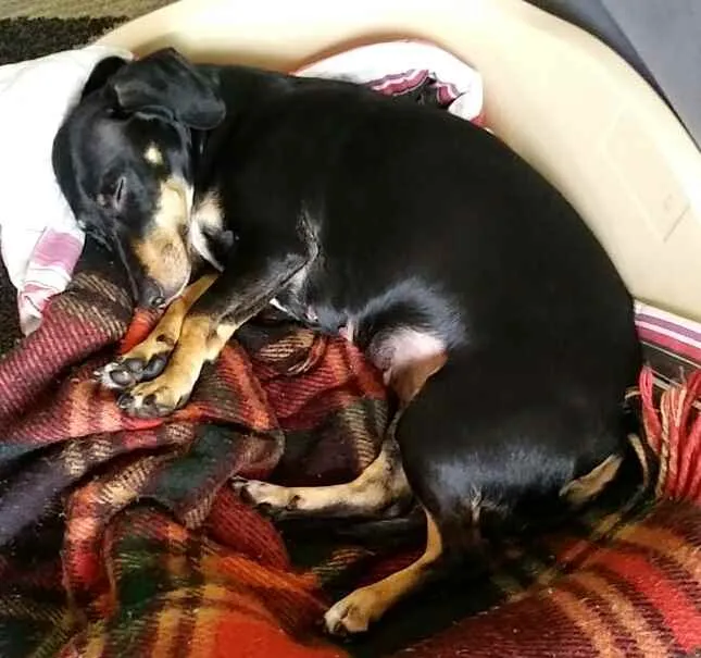 Cachorro ra a Mestiça  ( Daschund) idade 2 anos nome Pietra