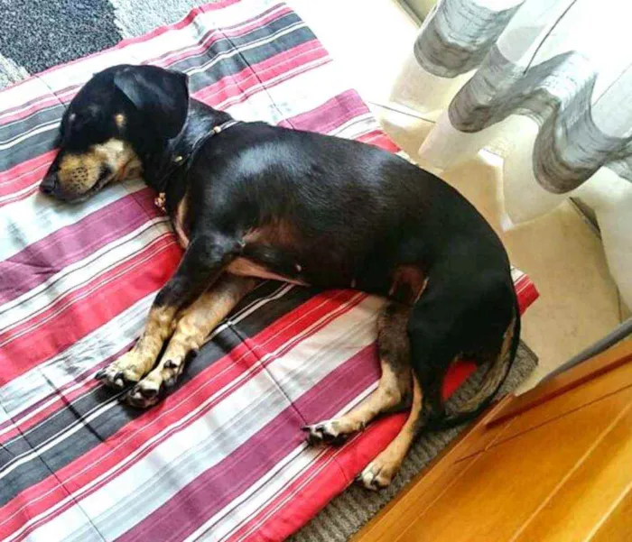 Cachorro ra a Mestiça  ( Daschund) idade 2 anos nome Pietra