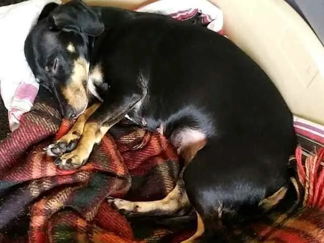Cachorro ra a Mestiça  ( Daschund) idade 2 anos nome Pietra