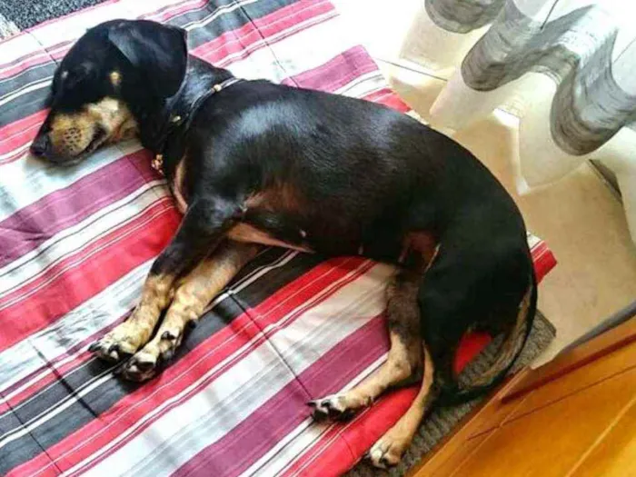 Cachorro ra a Mestiça  ( Daschund) idade 2 anos nome Pietra
