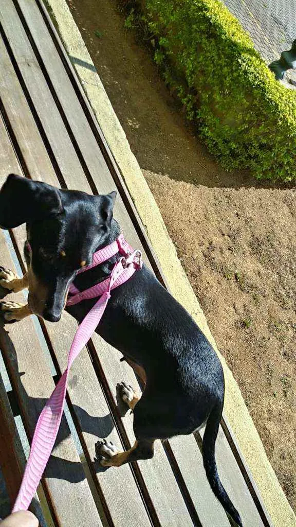 Cachorro ra a Mestiça  ( Daschund) idade 2 anos nome Pietra