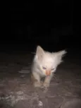 Fofura