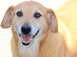 Cachorro raça  idade 6 ou mais anos nome Bibo