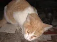 Fofura