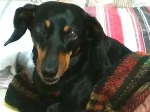 Cachorro raça Mestiça  ( Daschund) idade 2 anos nome Pietra 