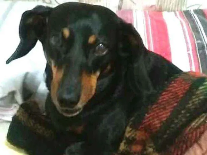 Cachorro ra a Mestiça  ( Daschund) idade 2 anos nome Pietra