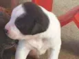 Bolinha