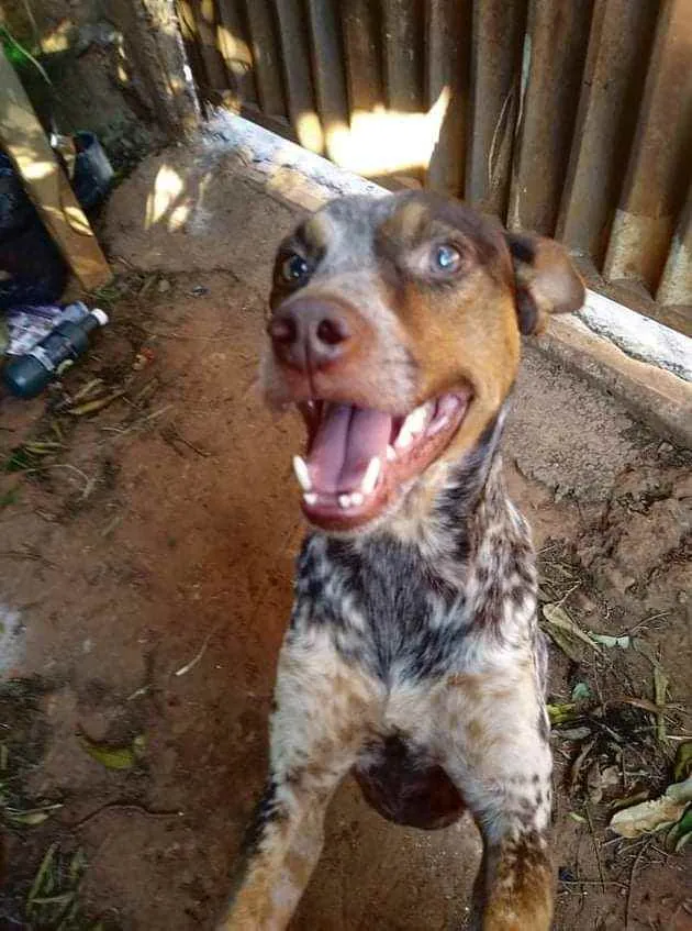 Cachorro ra a Vira lata idade 4 anos nome Snopi