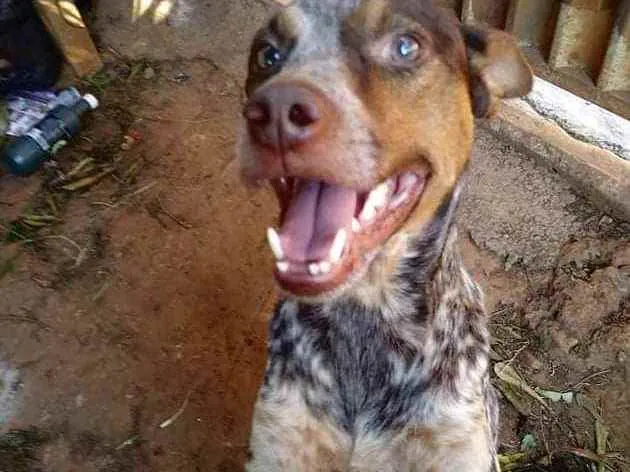 Cachorro ra a Vira lata idade 4 anos nome Snopi