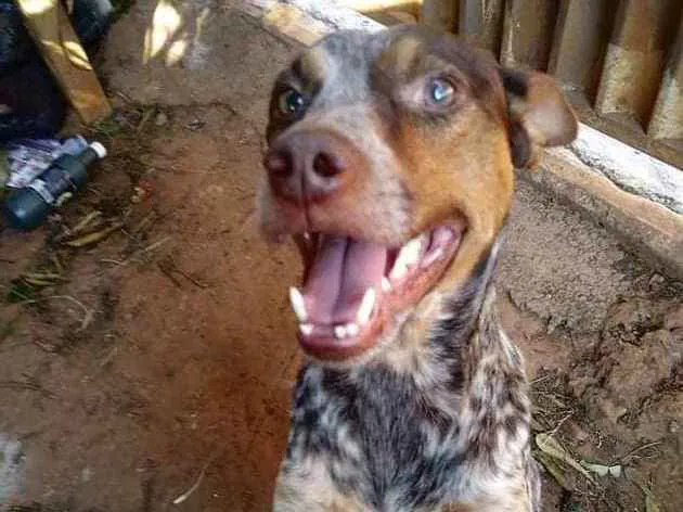 Cachorro ra a Vira lata idade 4 anos nome Snopi