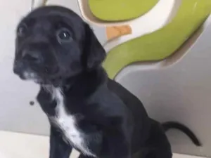 Cachorro raça SRD idade 2 a 6 meses nome MALHADINHA