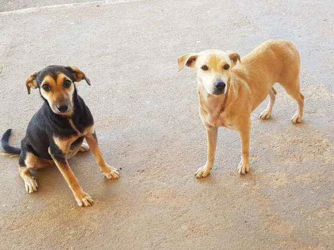 Cachorro raça Srd idade 7 a 11 meses nome Sol