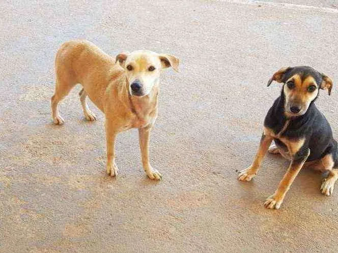Cachorro raça Srd idade 7 a 11 meses nome Sol