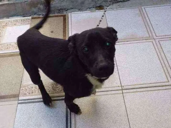 Cachorro ra a Indefinida idade 2 a 6 meses nome Não sei