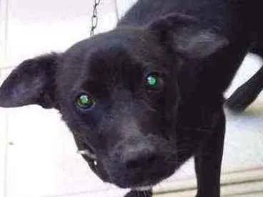 Cachorro ra a Indefinida idade 2 a 6 meses nome Não sei