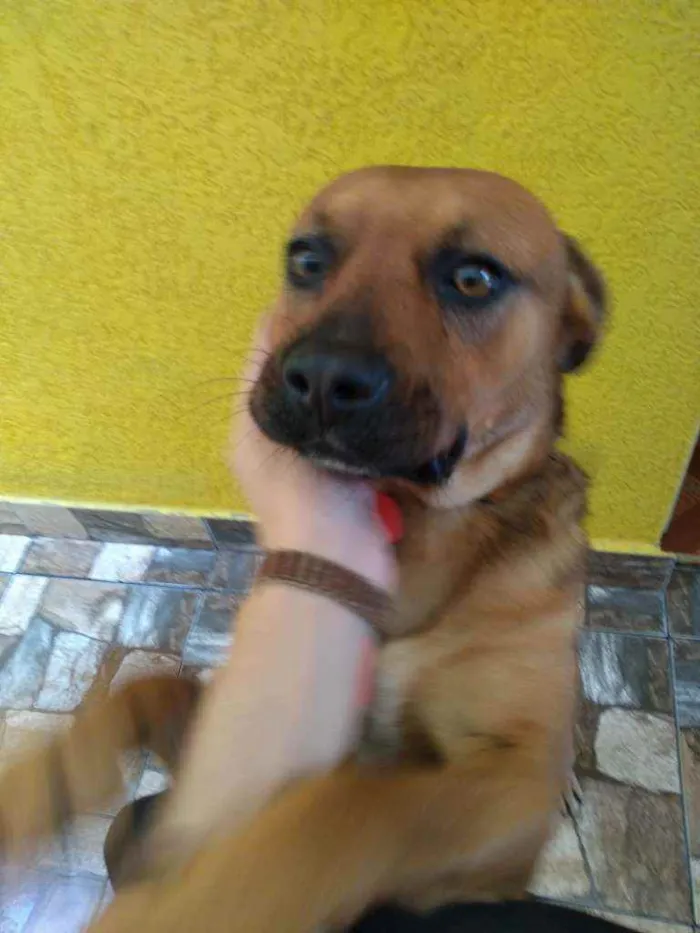 Cachorro ra a Vira lata idade 3 anos nome Leão