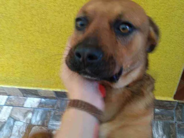 Cachorro ra a Vira lata idade 3 anos nome Leão