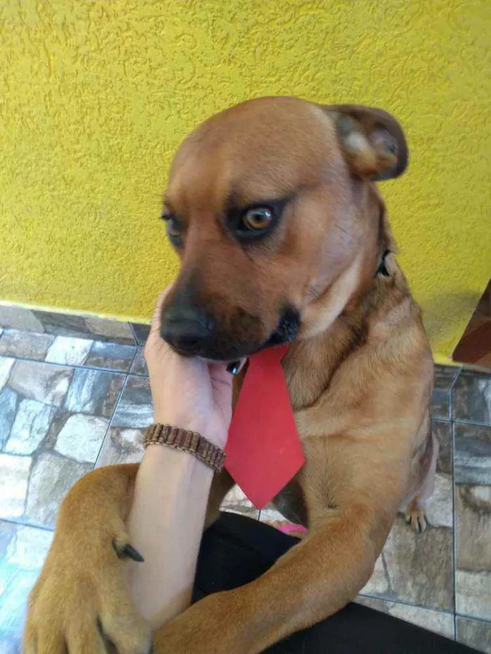 Cachorro ra a Vira lata idade 3 anos nome Leão