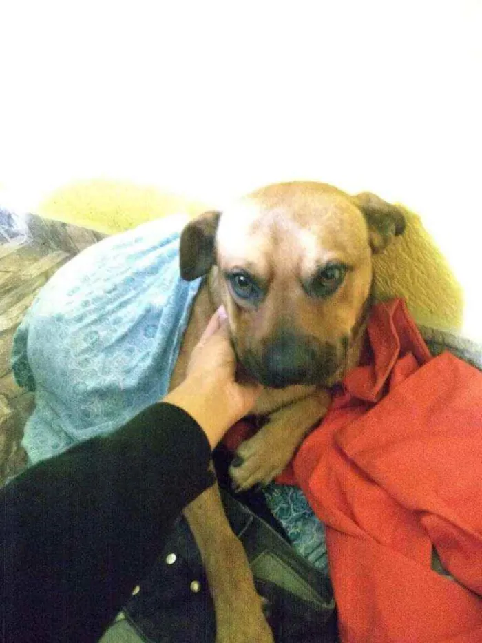 Cachorro ra a Vira lata idade 3 anos nome Leão