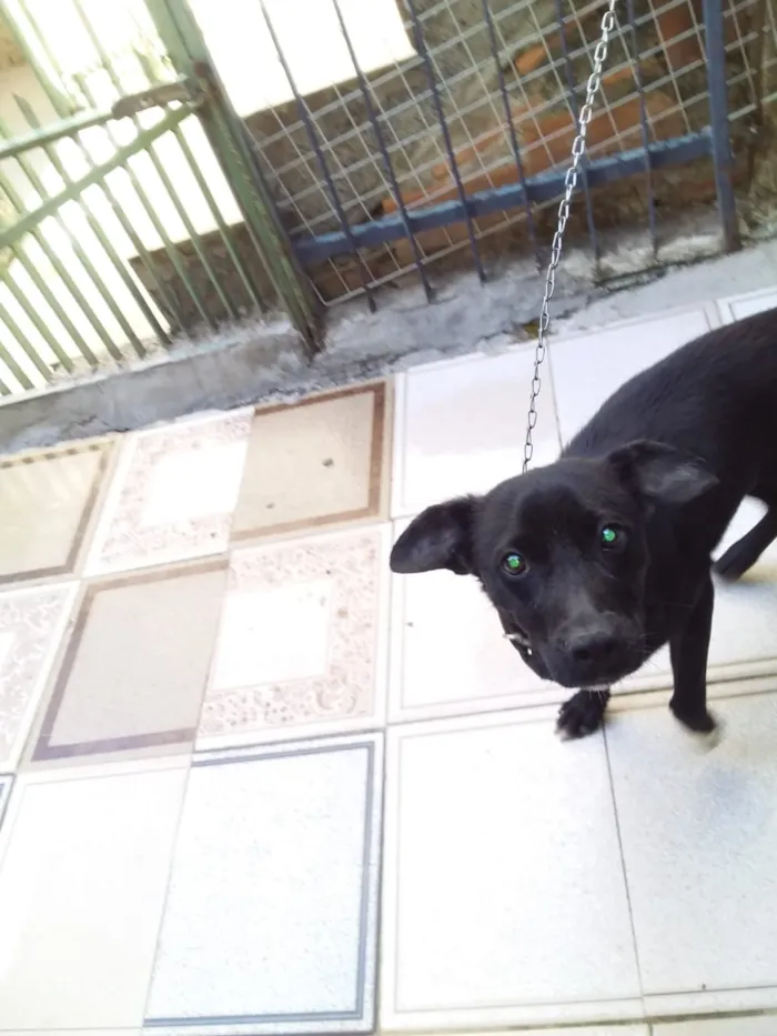 Cachorro ra a Indefinida idade 2 a 6 meses nome Sem nome