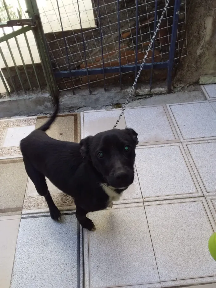 Cachorro ra a Indefinida idade 2 a 6 meses nome Sem nome