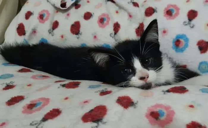 Gato ra a SRD-ViraLata idade 2 a 6 meses nome Hamburguinho