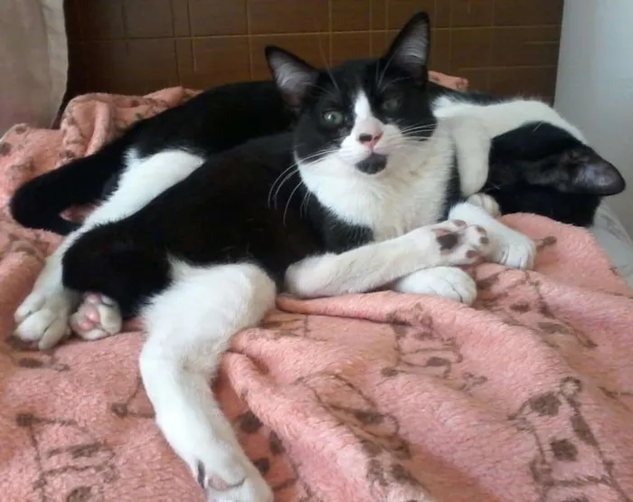 Gato ra a SRD-ViraLata idade 2 a 6 meses nome Hamburguinho