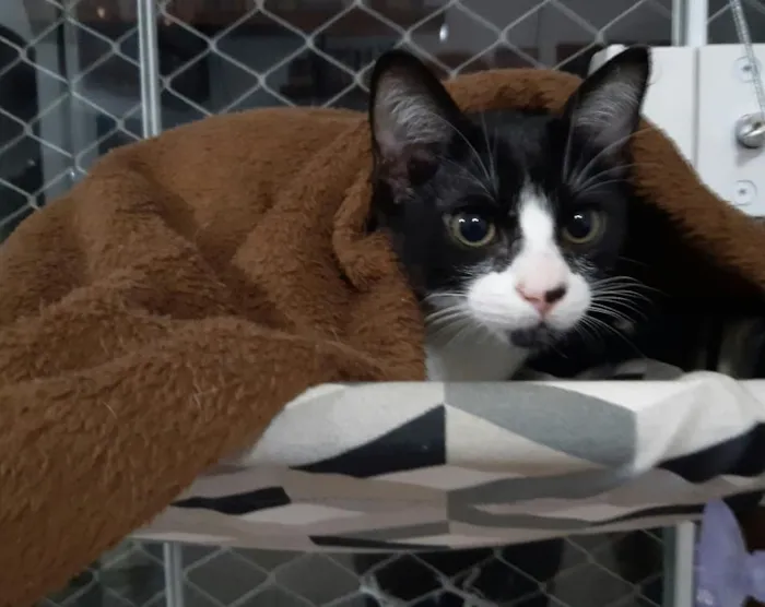 Gato ra a SRD-ViraLata idade 2 a 6 meses nome Hamburguinho