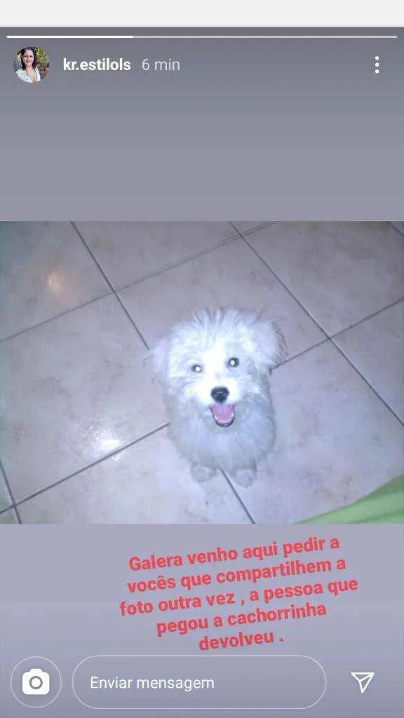 Cachorro raça Puldo  idade 2 anos nome Belinha