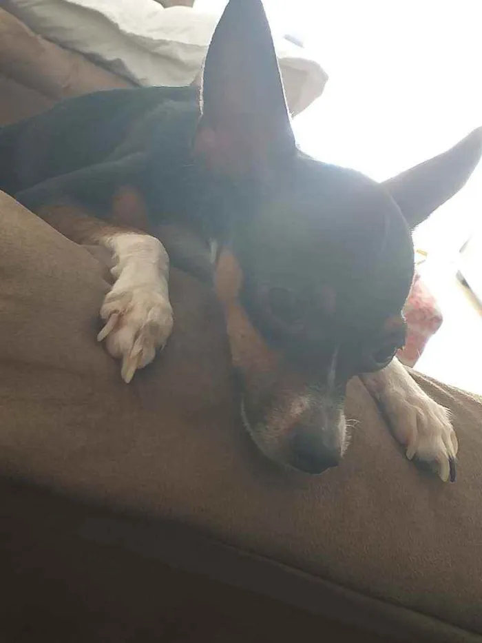 Cachorro ra a Pinscher idade 2 anos nome Max