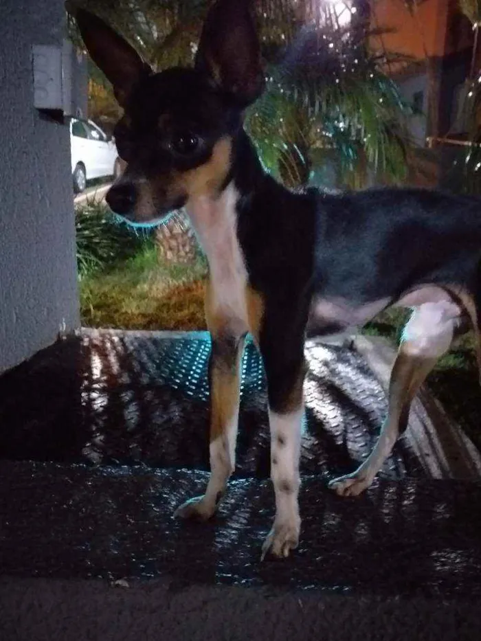 Cachorro ra a Pinscher idade 2 anos nome Max