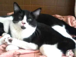 Gato raça SRD-ViraLata idade 2 a 6 meses nome Hamburguinho