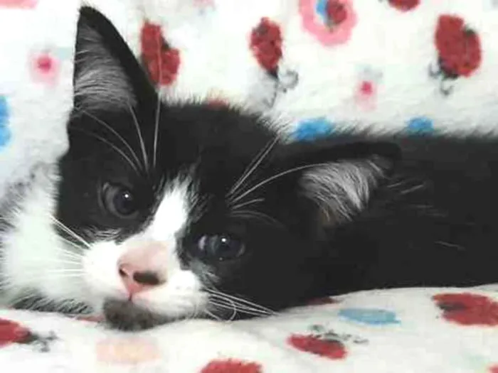 Gato ra a SRD-ViraLata idade 2 a 6 meses nome Hamburguinho