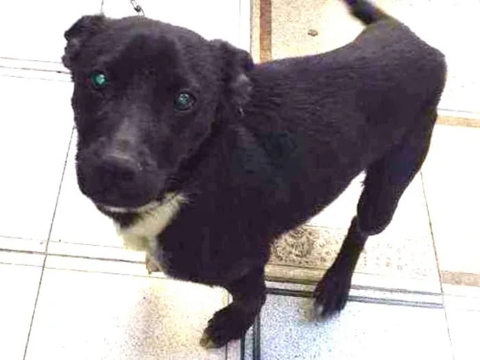 Cachorro ra a Indefinida idade 2 a 6 meses nome Não sei