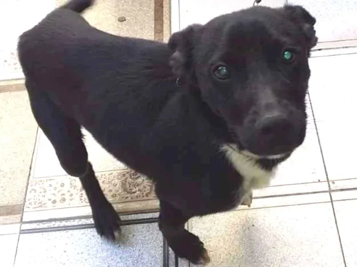 Cachorro ra a Indefinida idade 2 a 6 meses nome Sem nome